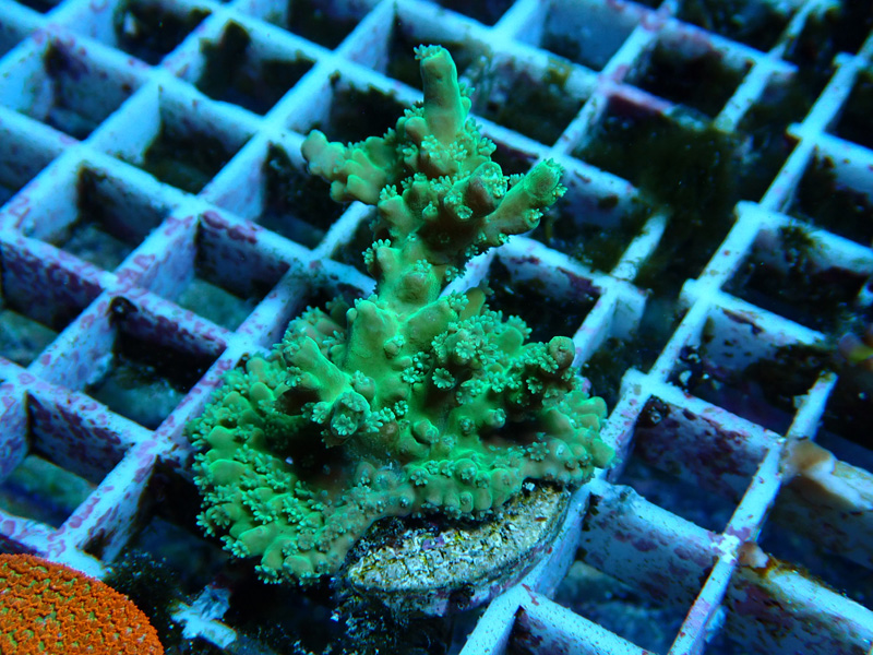 オオバナサンゴ　グリーンマルチ 2025年最新】オオバナサンゴの魅力的な海水魚商品が多数 - Yahoo